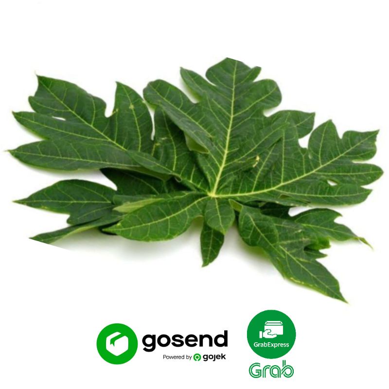

Daun Pepaya Segar