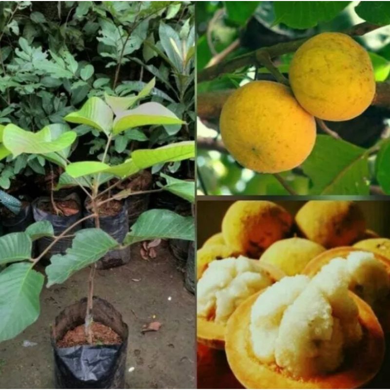 BIBIT KECAPI BIBIT BUAH KECAPI / TANAMAN  POHON KECAPI.SIAP LANGSUNG DI TANAM