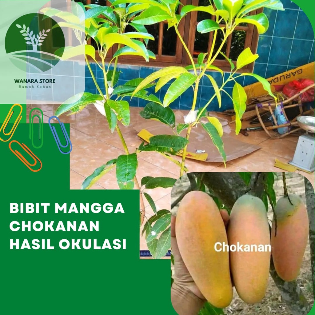 Bibit Tanaman Mangga Chokanan Siap Berbuah