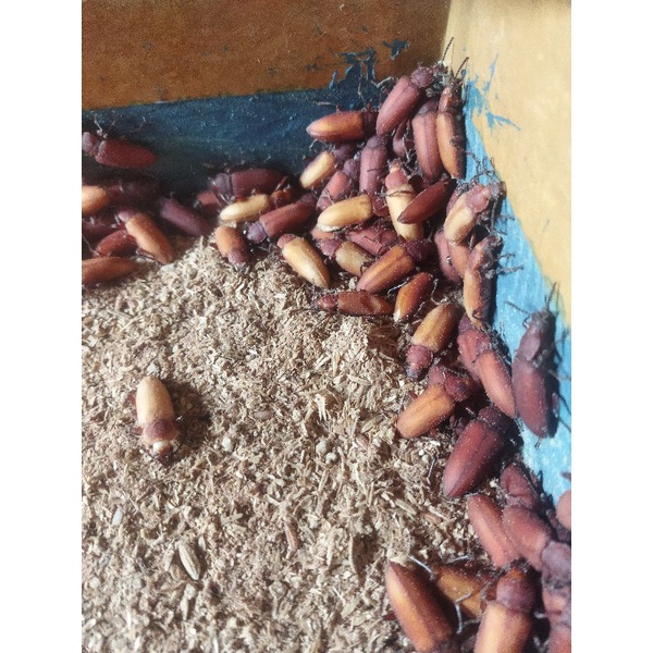 kepik/kumbang jerman medan fresh, berkualitas.