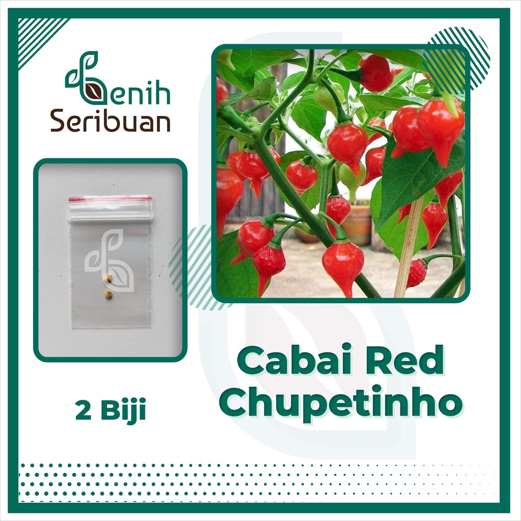 Benih Seribuan - 2 Bibit Cabe Hias Red Chupetinho Unggul