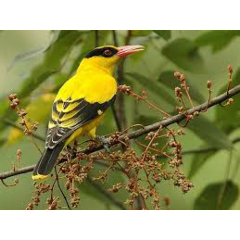 Kepodang emas bakalan