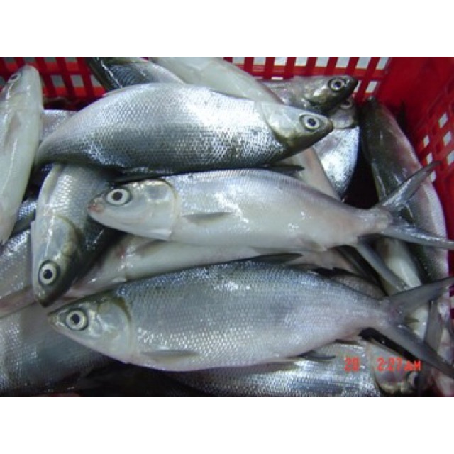 

kepala ikan bandeng kecil kemasan 10Kg Sterofoam