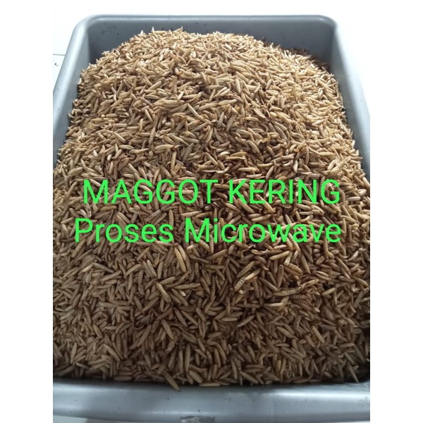 MAGGOT KERING MICROWAVE 1KG