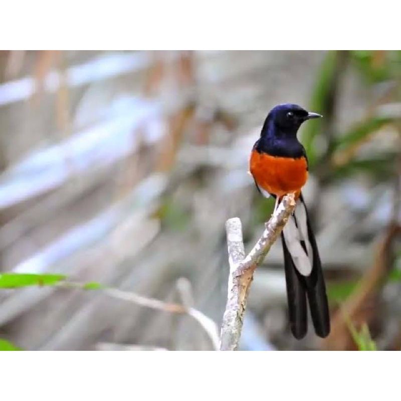 Murai medan hutan ekor panjang non gembung rawatan