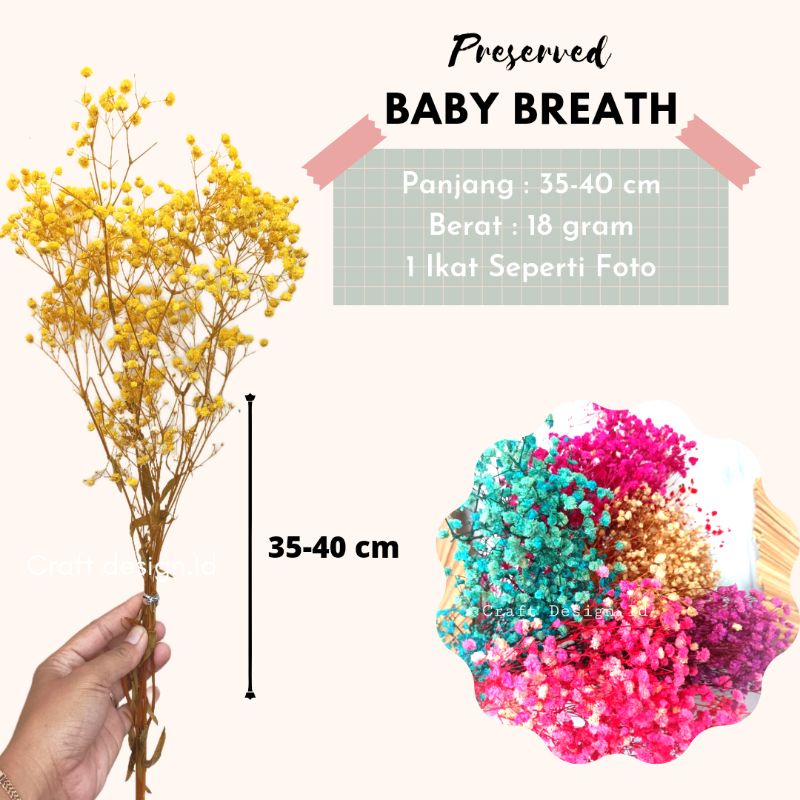Bunga Kering Baby Breath Import