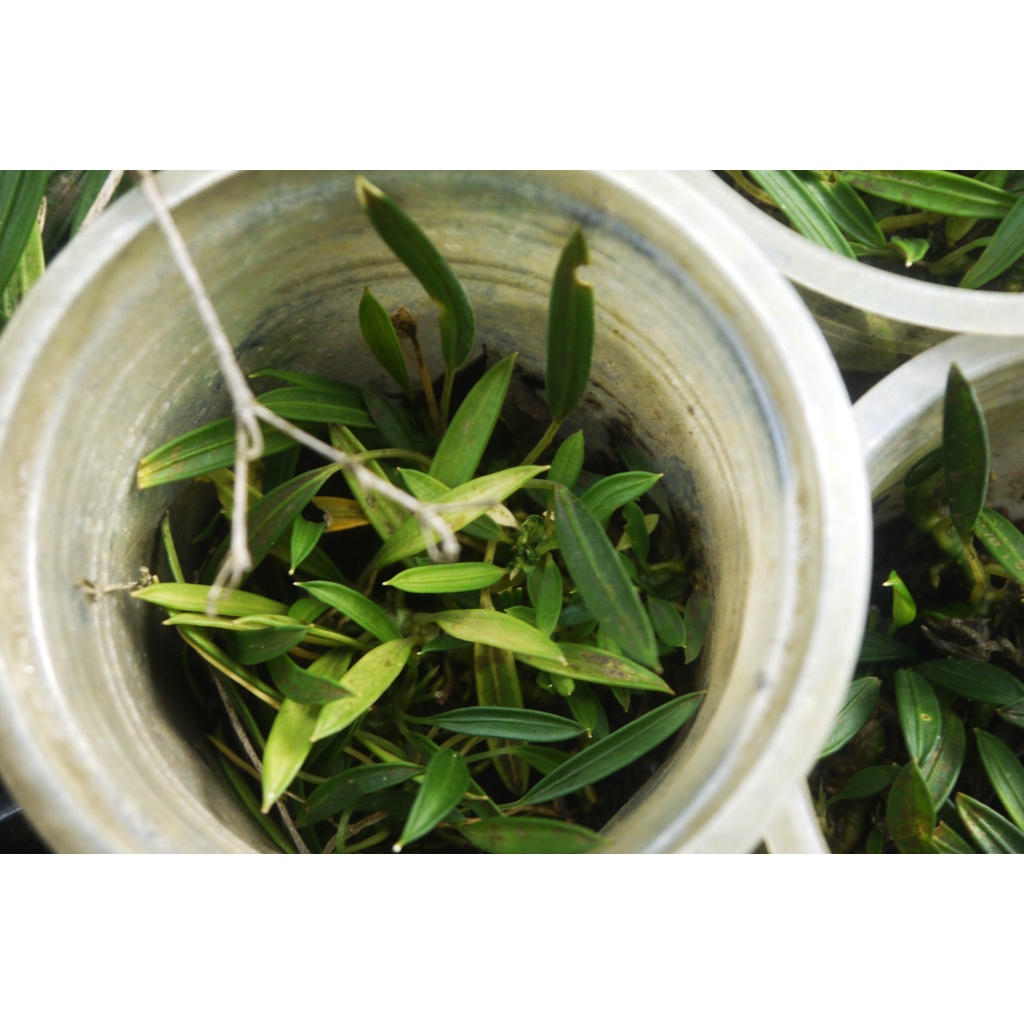 Aridarum minimum mini