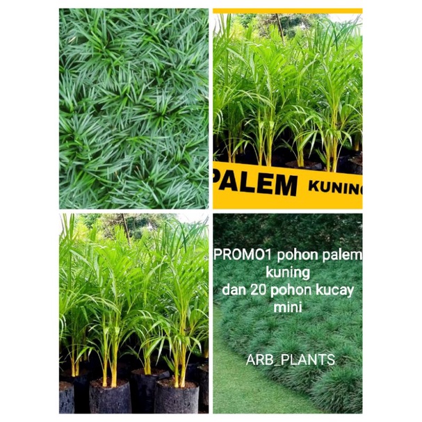 PROMO (BISA COD) paket tanaman hias kucay mini 20 pohon dan palem kuning 1pohon
