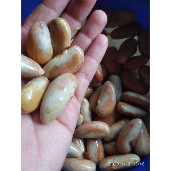 BIJI NANGKA SEGAR 1 KG / BENIH NANGKA