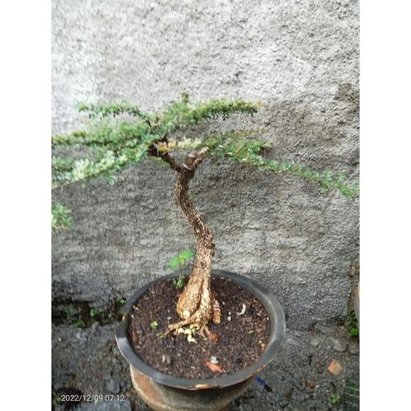 Bonsai Kawista formal