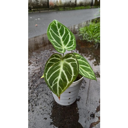 Anthurium Silver x Forgetii