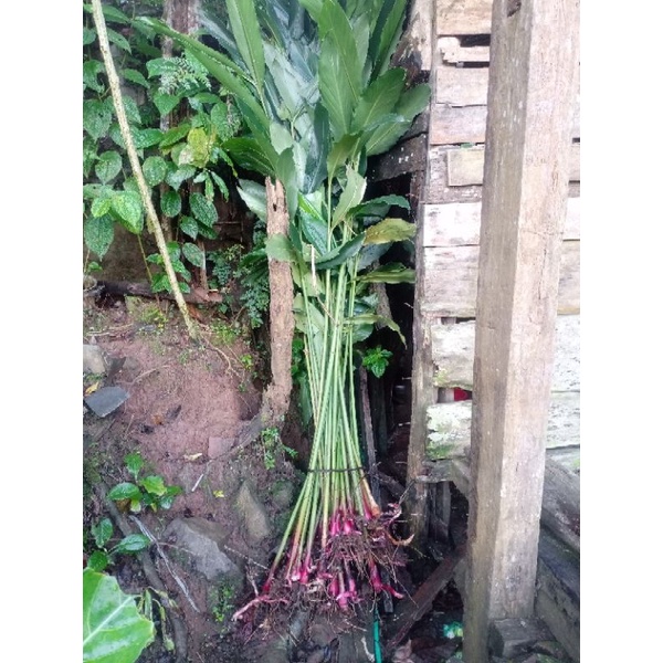 benih kapulaga hibryda bibit kapulaga pohon kapulaga