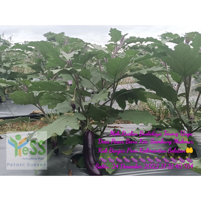 Terong Yumi f1 Tahan Virus, Buah Lebat, Mudah Perawatan