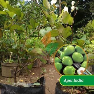 Bibit Tanaman Putsa ( Apel India ) CCCC