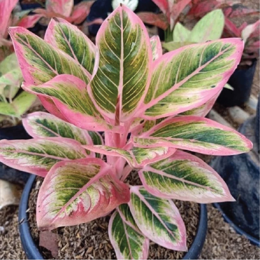 [real pict] aglonema baby lotus delight / anakan lotus delight / aglaonema lotus