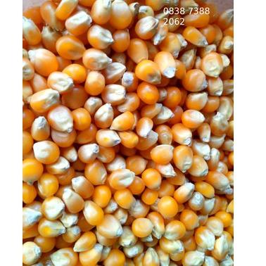 

Sale ｀ Popcorn Mentah Mushroom 1Kg Jumbo Mushroom Kiloan Popcorn Bulat Jamur 1 Kg Popcorn Mushroom 1 Kg ♒