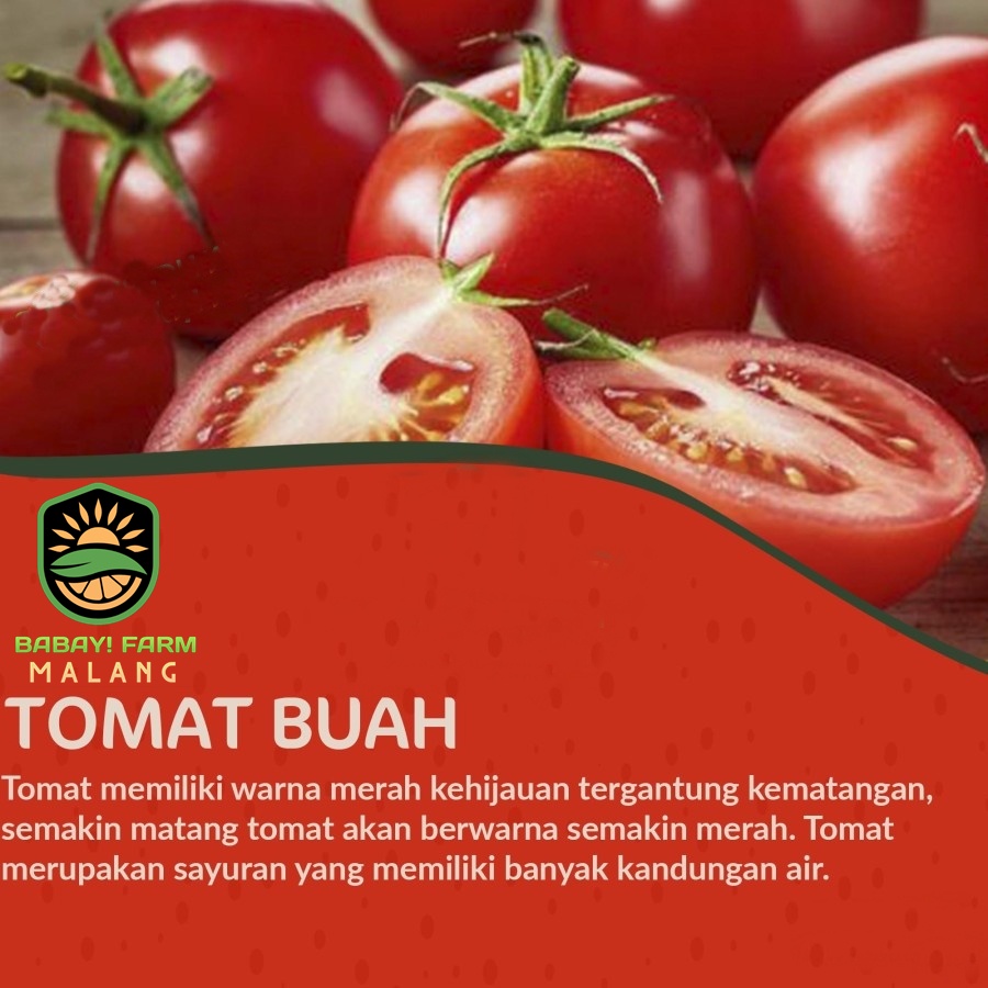 

Tomat Buah / Red Tomato 250 500 gr / 1 kg