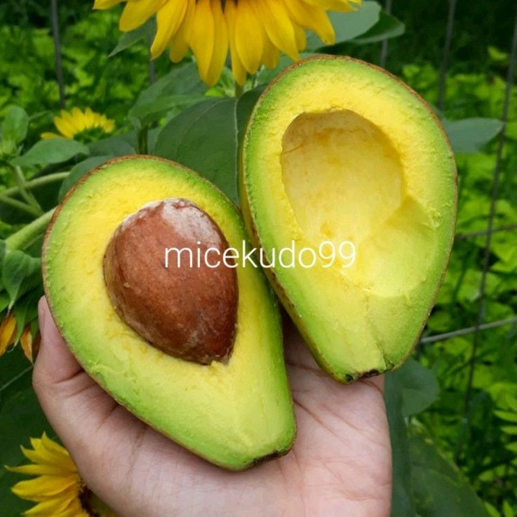 

ALPUKAT SEGAR 1KG ORGANIK BUAH ORGANIC AVOCADO MENTEGA FRESH