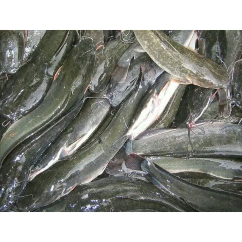 

IKAN LELE SEGAR PER 1KG