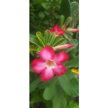 biji bunga kamboja pink