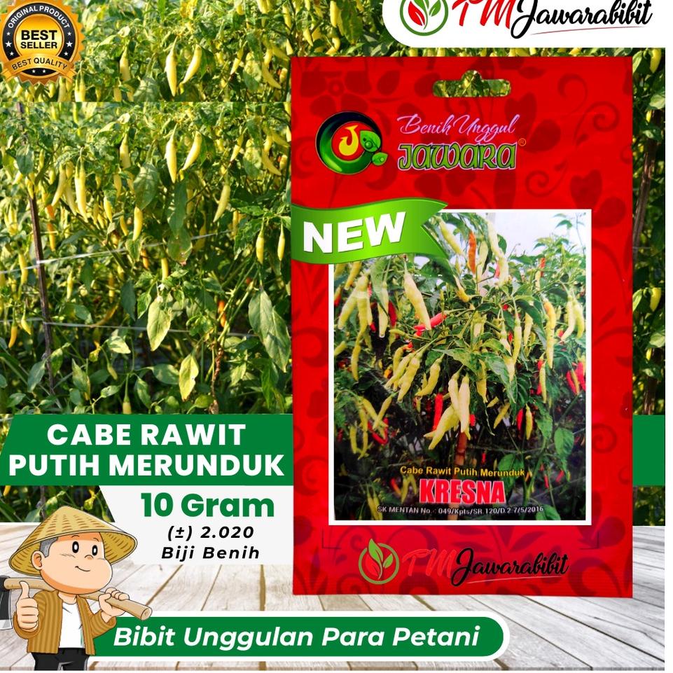 Terbaru Benih bibit JAWARA cabe rawit putih KRESNA merunduk 10 grm