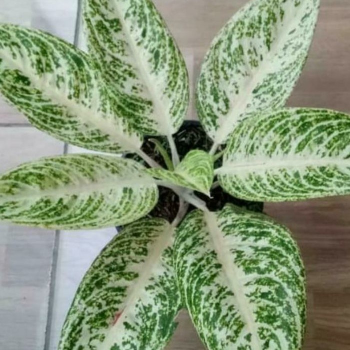 Tanaman Hias Aglonema Legacy Putih - Aglonema White Legacy
