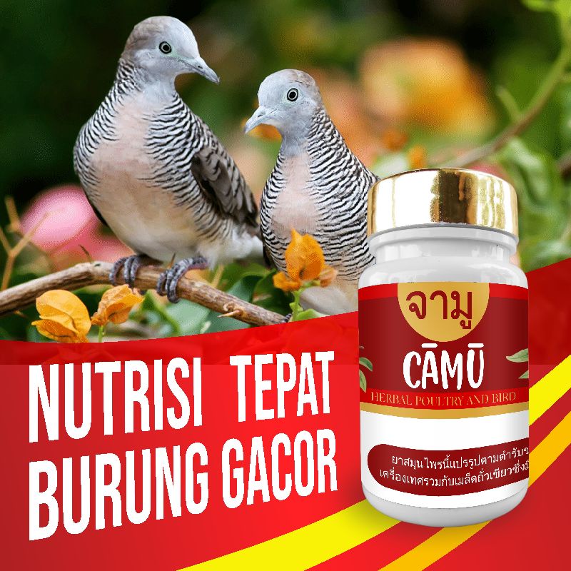 Terlaris Camu vitamin perkutut Gacor | Perkutut Sering Berkicau | Penggacor burung Perkutut |Perkutut Lokal bulan | Bisa COD (isi 60 butir) Hemat
