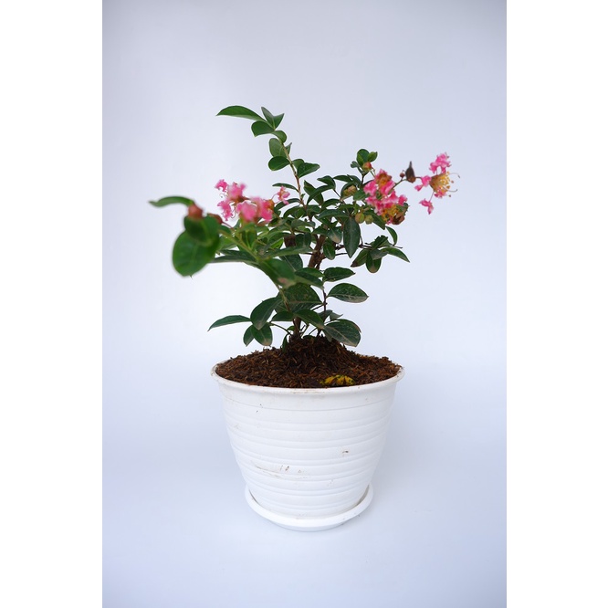 Tanaman Hias Sakura Lokal - Bunga Sakura Bungur Lokal Pink