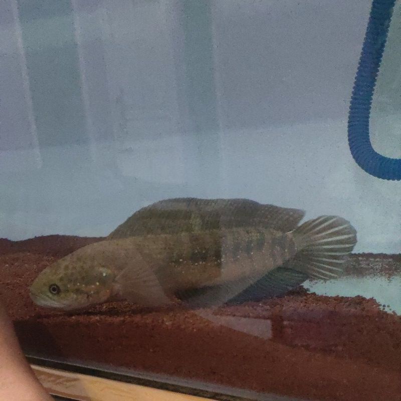 Channa Asiatica RS Jumbo 30 cm