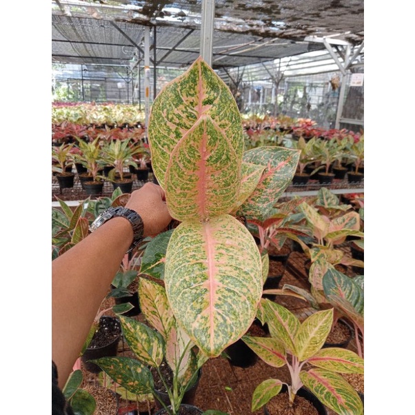 PROMO AGLONEMA  Aglaonema Harlequeen