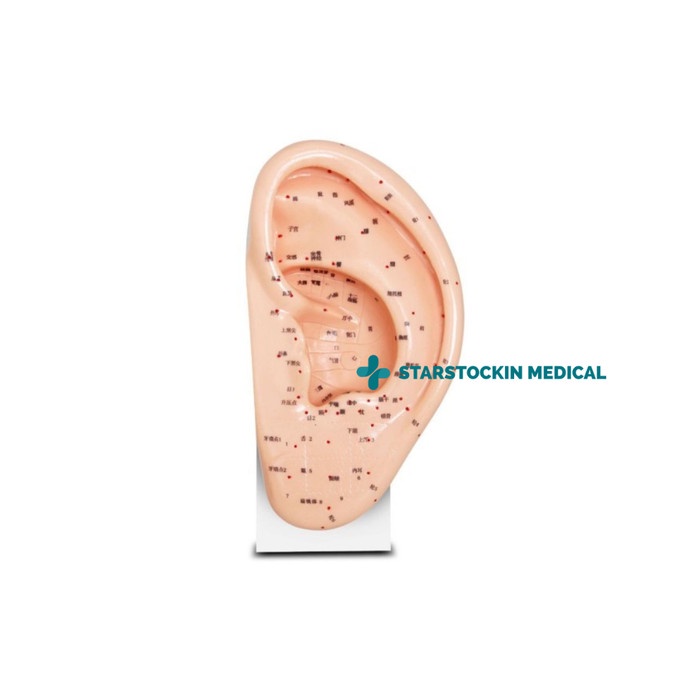 Manekin Patung Akupuntur Telinga Onemed