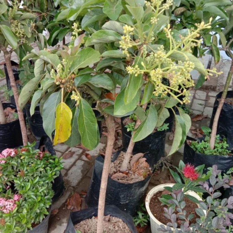 Bibit alpukat miky, aligator, subang/Kelud,khayangan, maluma ready Berbunga dan berbuah