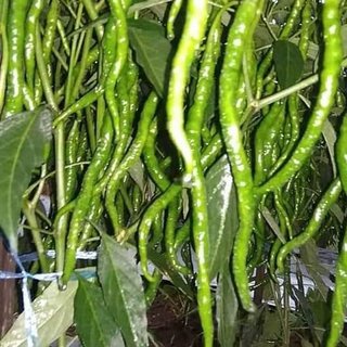 paket isi 50 Benih /Biji Cabe LOTANBAR - Bibit Cabe LOTANBAR - CMK LOTANBAR - Benih Cabe Merah Kerit