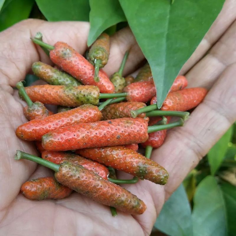 Bibit tanaman cabe jawa cabe obat