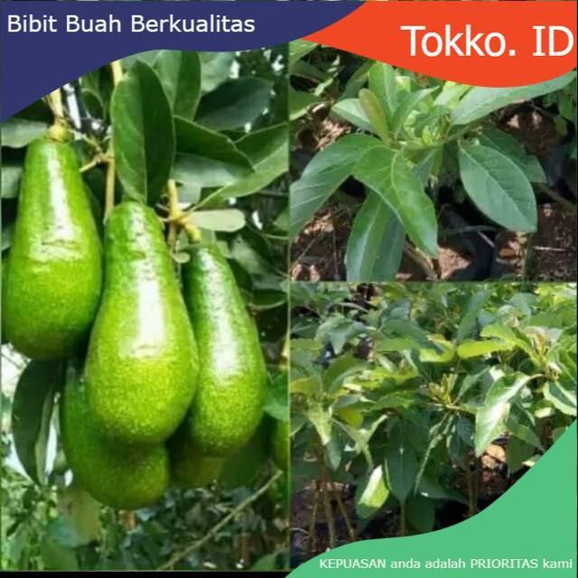 Terlaris BIBIT TANAMAN BUAH ALPUKAT PLUWANG Bisa Berbuah Dalam Pot