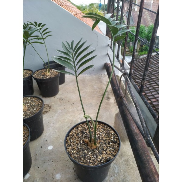 Seedling bibit ence Encephalartos sclafoi