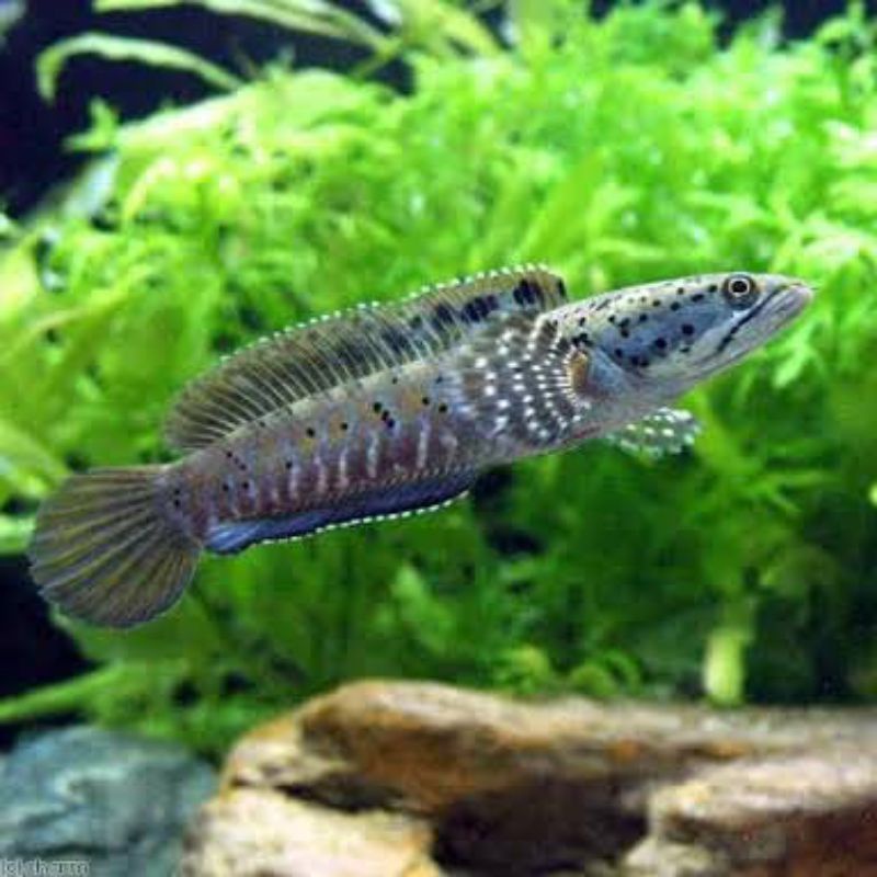 

ikan chana blue pulcra 7 8 9 cm gondrong