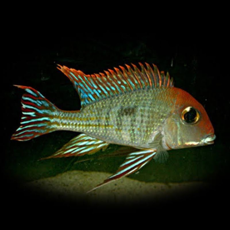 Geophagus RHT Tapajos