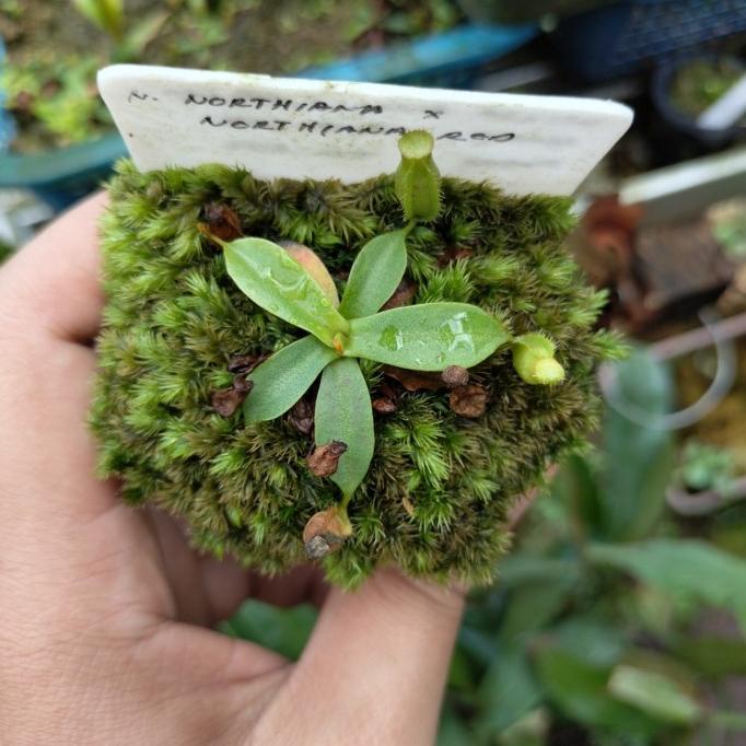 Tanaman Karnivora Nepenthes Northiana x Northiana Red