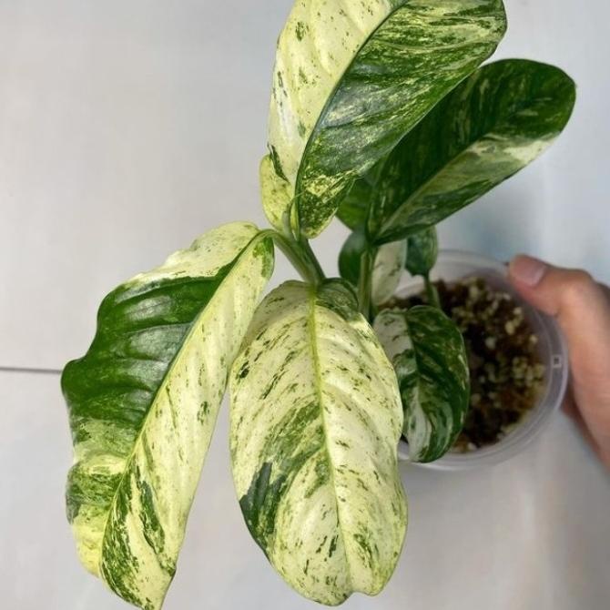 rhaphidophora puberula variegata