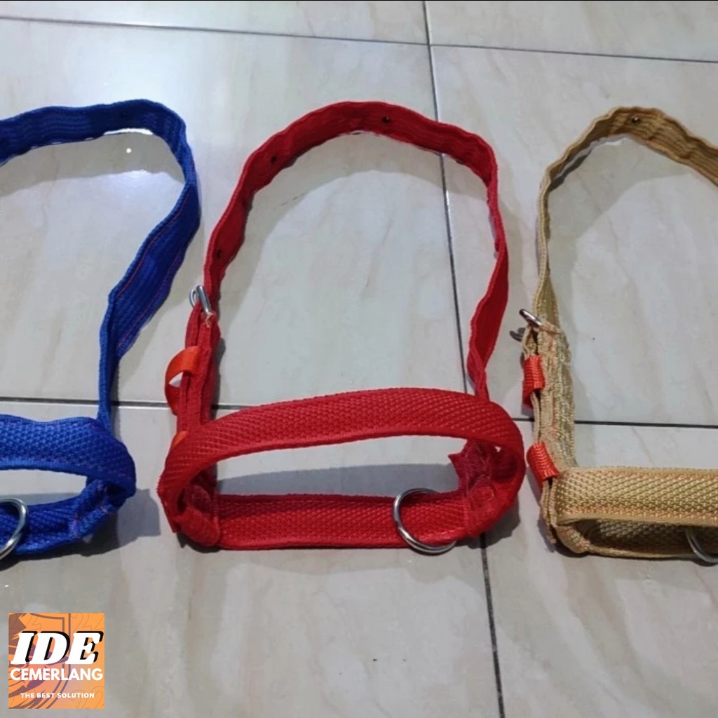 head halter dan brangus sapi