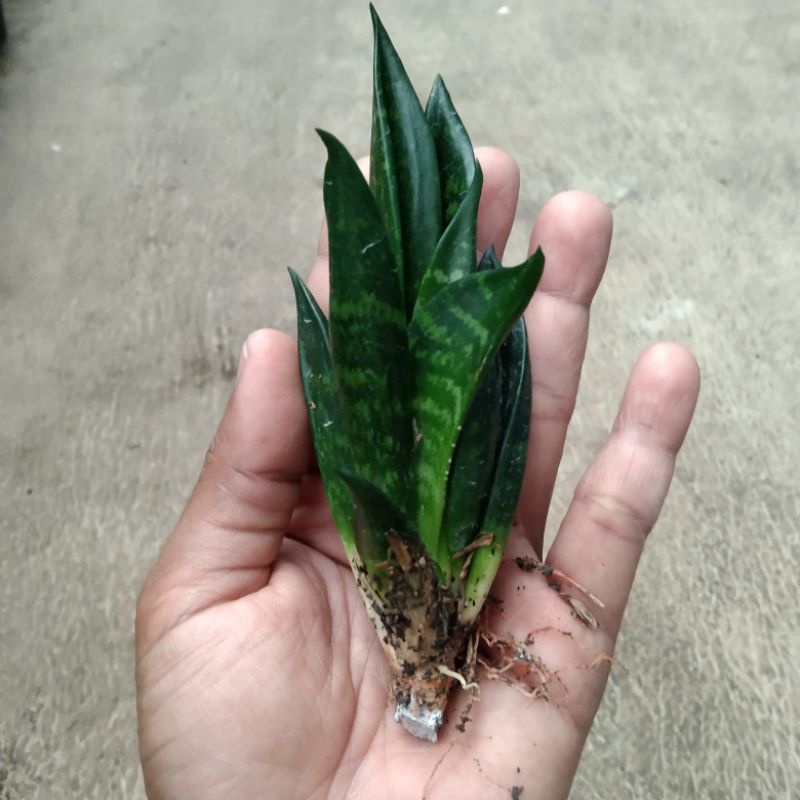 kaktus sukulen// sansevieria gaster sedang