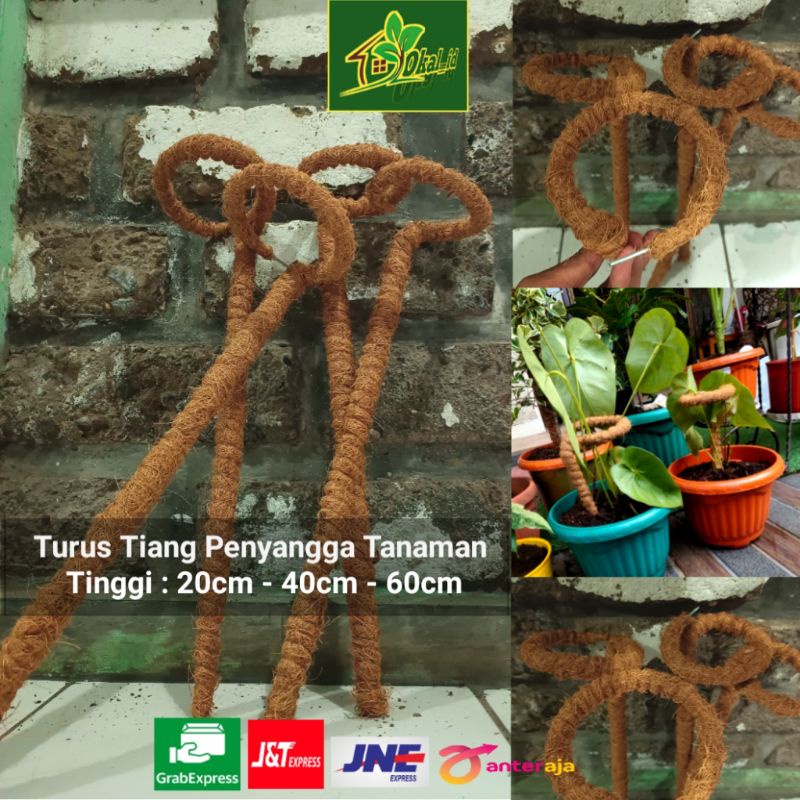 turus tiang penyangga tanaman bunga keladi - turus serabut kelapa