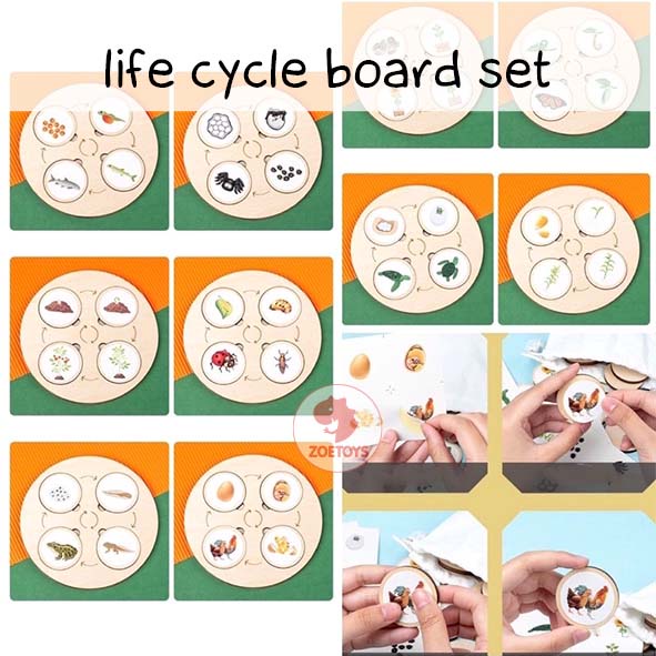 Zoetoys Life Circle Board | Wooden Montessori Life Cycle Tray Game | Papan Siklus Hidup Hewan Tumbuhan pengenalan lingkaran kehidupan | Mainan Edukasi Anak