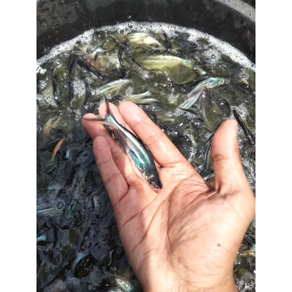 bibit ikan patin