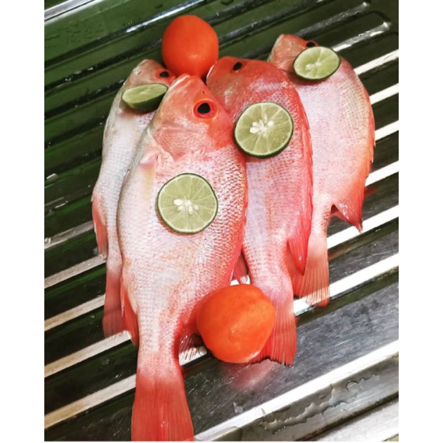 Kakap Merah Segar (1kg)