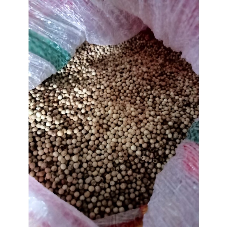 

Lada Putih Butiran Utuh / Merica Butiran / Whole White Pepper 500gr