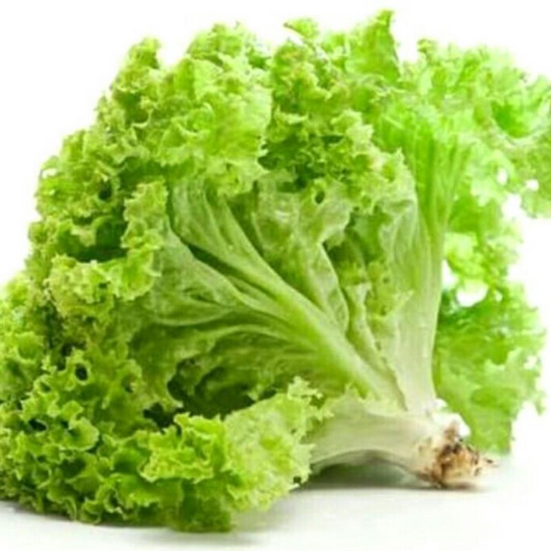 

selada bokor keriting fresh termurah 250 gr 500 gr 1 kg