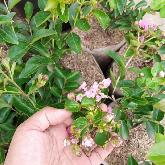 Bunga sakura pink lokal, tanaman hidup bunga sakura, bunga tahan cuaca