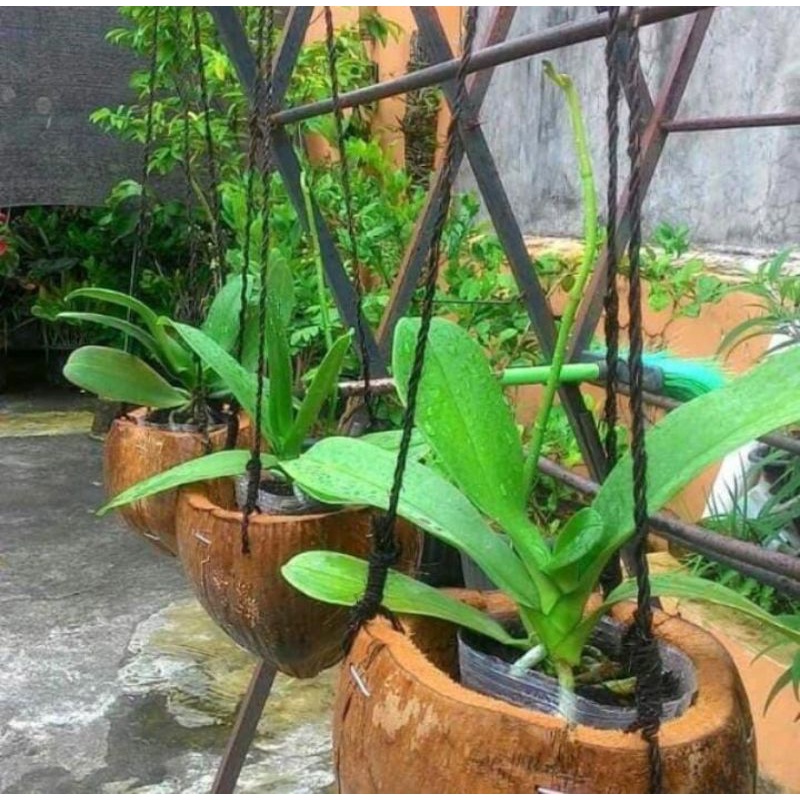 Pot gantung vas gantung anggrek pot sabut kelapa